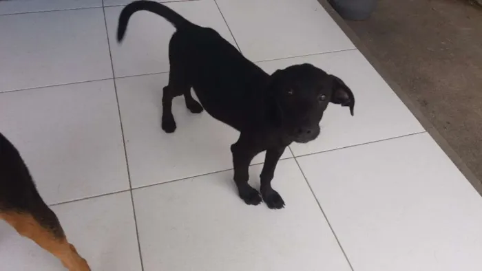 Cachorro raça Não definida idade 2 a 6 meses nome kiba
