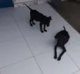 kiba