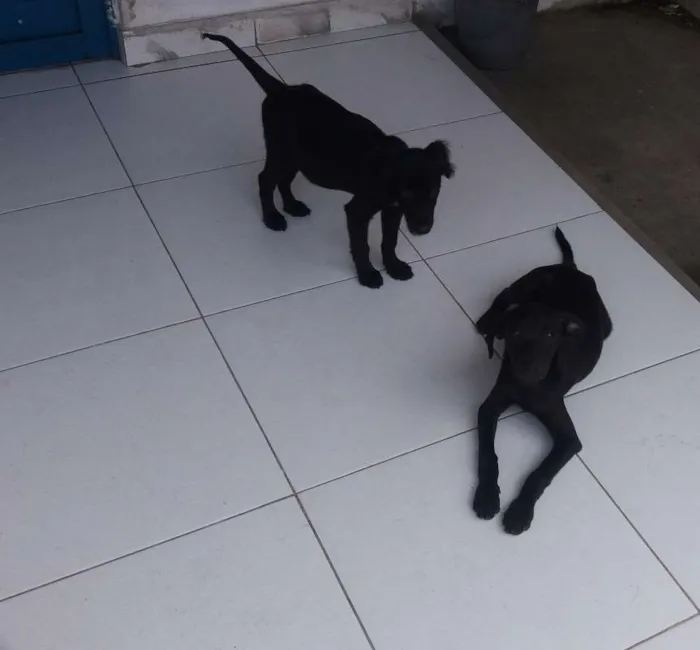 Cachorro raça Não definida idade 2 a 6 meses nome kiba
