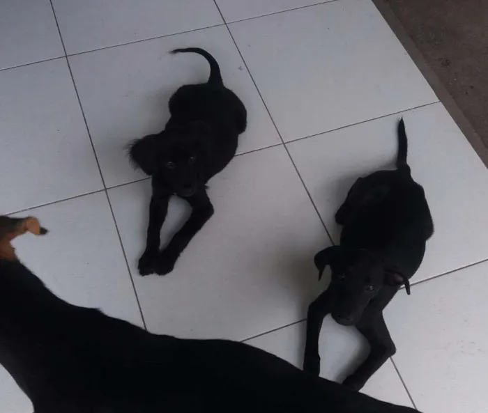 Cachorro raça Não definida idade 2 a 6 meses nome kiba