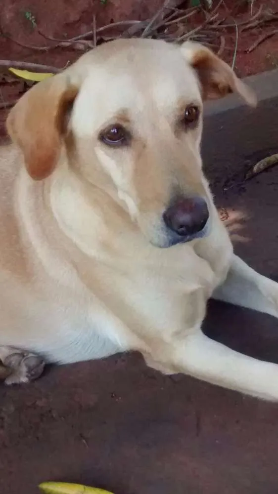 Cachorro ra a Mestiça Labrador  idade 6 ou mais anos nome Luna