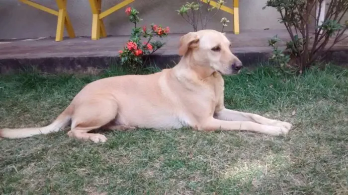 Cachorro ra a Mestiça Labrador  idade 6 ou mais anos nome Luna