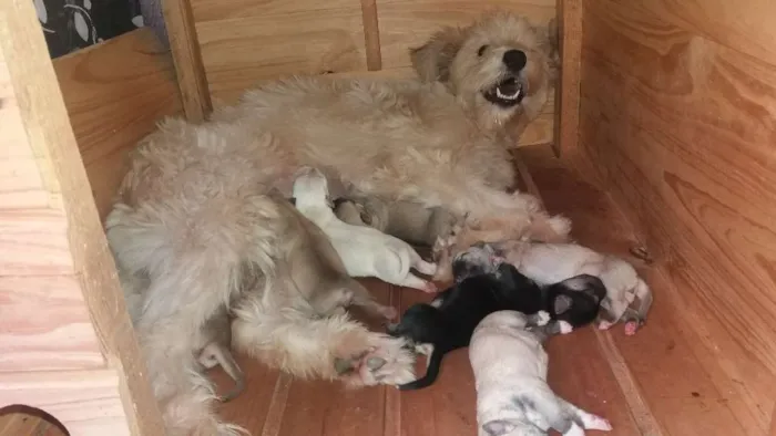 Cachorro ra a Pudle gigante idade Abaixo de 2 meses nome Xiva