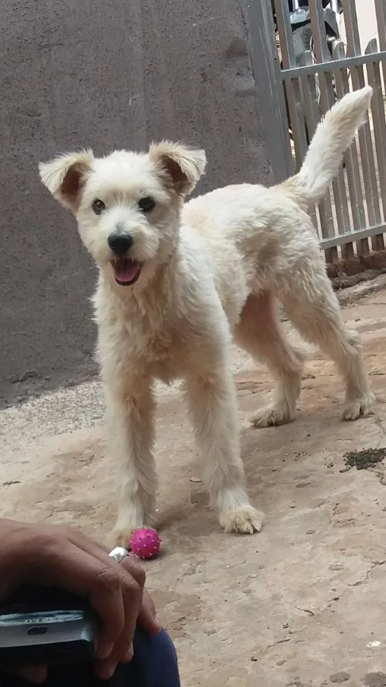 Cachorro ra a Pudle gigante idade Abaixo de 2 meses nome Xiva