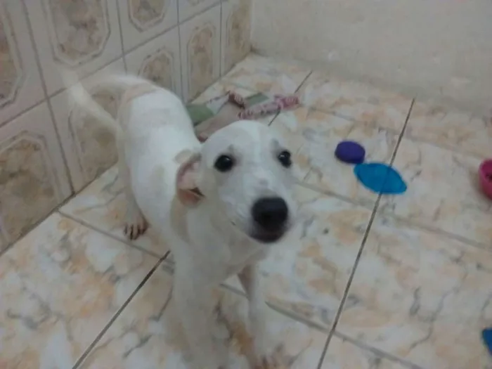 Cachorro ra a Branca idade 2 a 6 meses nome Luna