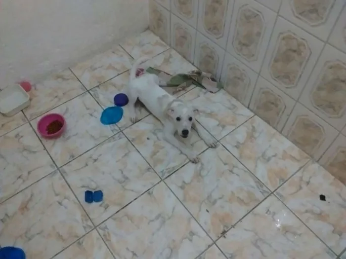 Cachorro ra a Branca idade 2 a 6 meses nome Luna