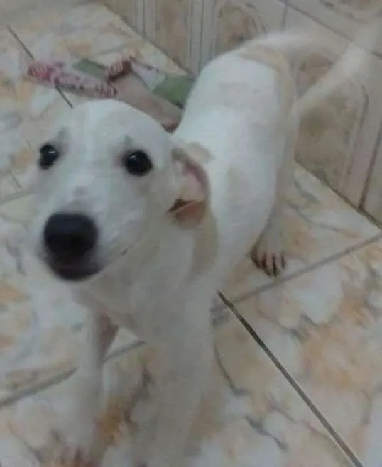 Cachorro ra a Branca idade 2 a 6 meses nome Luna