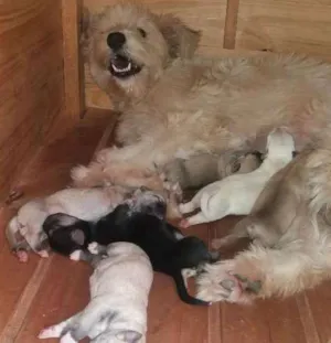 Cachorro raça Pudle gigante idade Abaixo de 2 meses nome Xiva