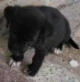 Cachorro raça vira lata idade 2 a 6 meses nome Pepa, pig, Nina