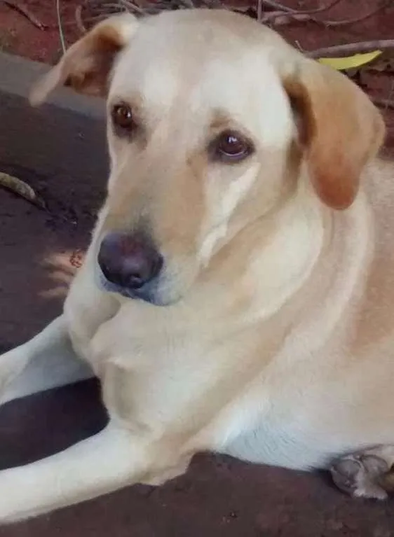 Cachorro ra a Mestiça Labrador  idade 6 ou mais anos nome Luna