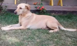 Cachorro raça Mestiça Labrador  idade 6 ou mais anos nome Luna