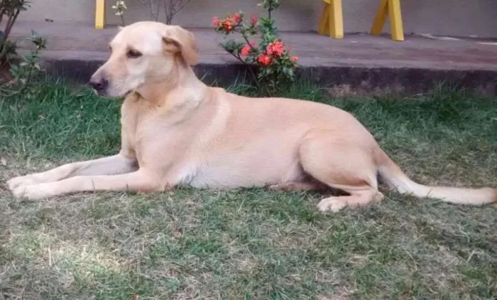 Cachorro ra a Mestiça Labrador  idade 6 ou mais anos nome Luna