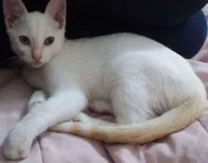 Gato raça SRD idade 2 a 6 meses nome Clara