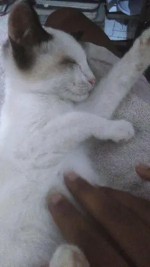 Gato raça  idade 2 a 6 meses nome spock 