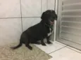 Suzi