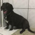 Suzi