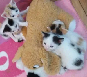 Gato raça  idade Abaixo de 2 meses nome Vários