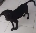 kiba