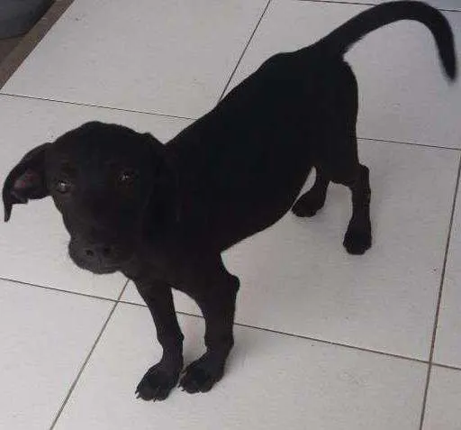 Cachorro raça Não definida idade 2 a 6 meses nome kiba