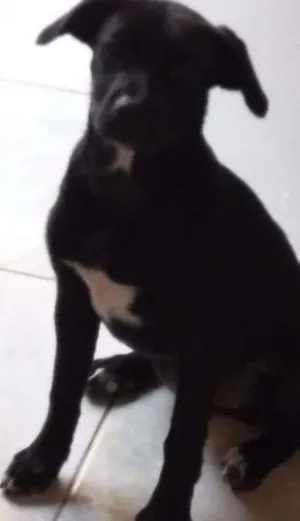 Cachorro raça SRD idade 7 a 11 meses nome Malú