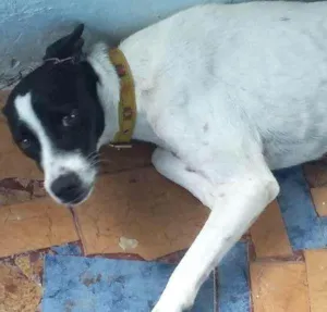 Cachorro raça SRD idade 7 a 11 meses nome flyca 