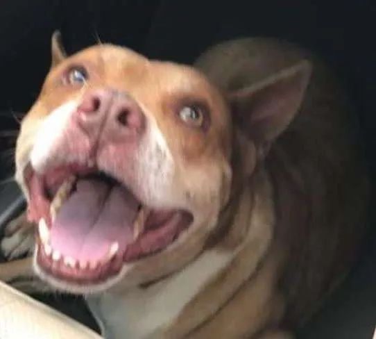 Cachorro ra a Pit-Bull idade 1 ano nome Pity