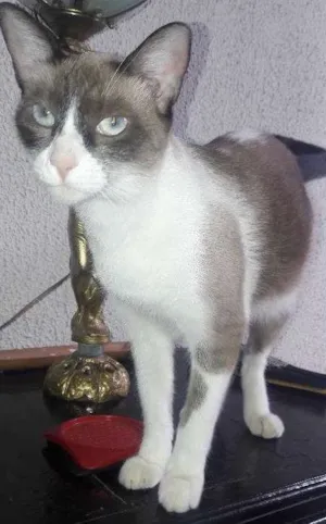 Gato raça vira lata idade 1 ano nome ruth