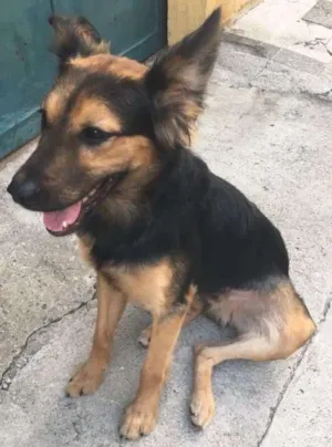 Cachorro raça SRD idade 7 a 11 meses nome Não tem 