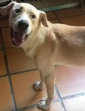 Cachorro raça SRD idade 2 anos nome não sei o nome