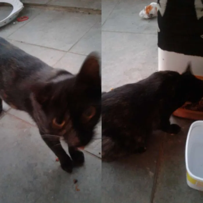 Gato ra a Vira lata idade 7 a 11 meses nome Tikinha