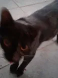 Tikinha