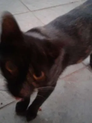 Gato raça Vira lata idade 7 a 11 meses nome Tikinha
