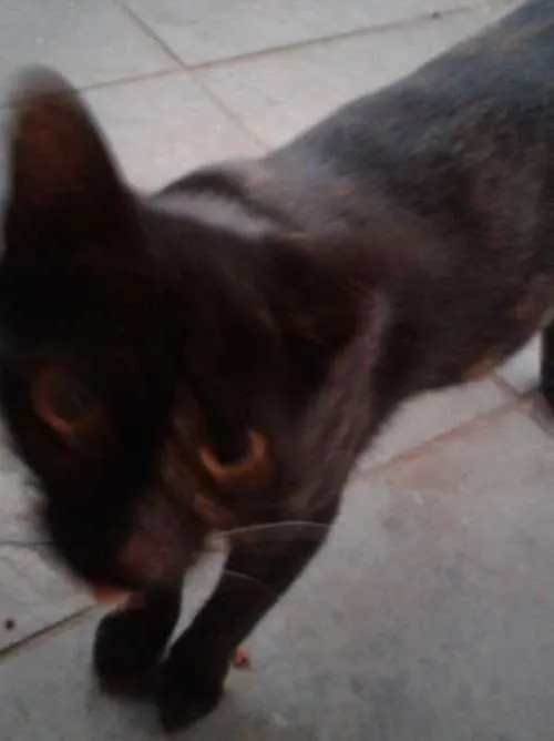 Gato ra a Vira lata idade 7 a 11 meses nome Tikinha