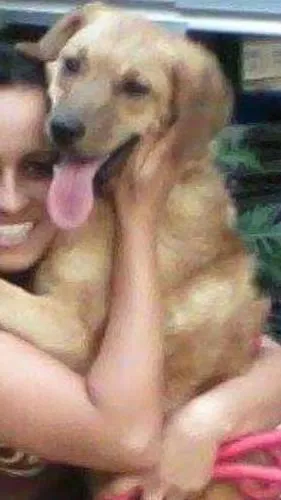 Cachorro raça Desconhecida  idade 3 anos nome BRIGiTTE BARDOT_Bibi