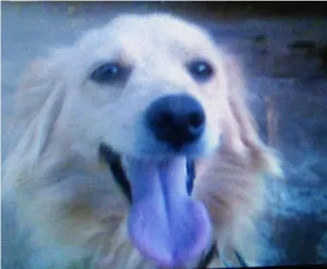Cachorro raça vira lata idade 2 anos nome elisa