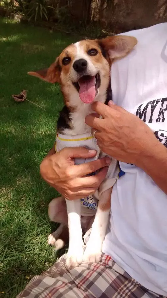 Cachorro ra a Beagle- lata idade 7 a 11 meses nome Lua