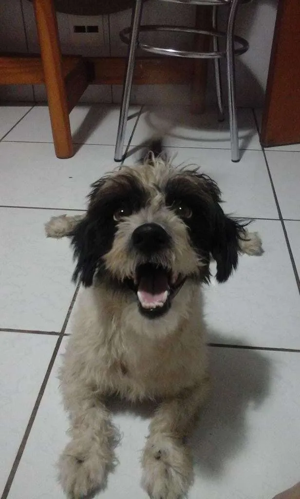 Cachorro ra a vira lata idade 2 a 6 meses nome Cob