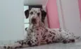 Pingo e Pintada