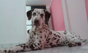Cachorro raça Dalmatas idade 1 ano nome Pingo e Pintada