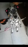 Pingo e Pintada