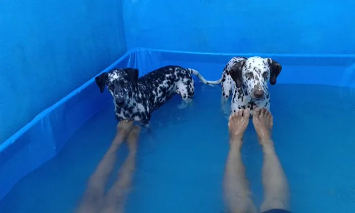 Cachorro raça Dalmatas idade 1 ano nome Pingo e Pintada