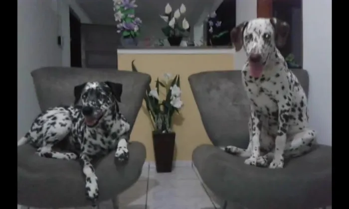Cachorro raça Dalmatas idade 1 ano nome Pingo e Pintada