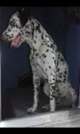 Pingo e Pintada