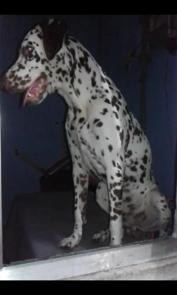 Cachorro raça Dalmatas idade 1 ano nome Pingo e Pintada