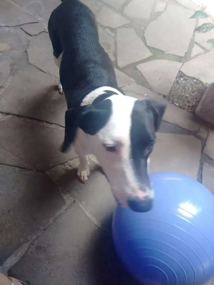 Cachorro ra a SRD idade 7 a 11 meses nome Não tem