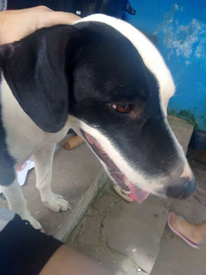 Cachorro ra a SRD idade 7 a 11 meses nome Não tem