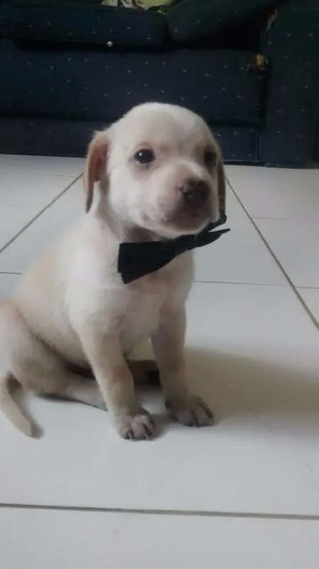 Cachorro ra a SRD idade Abaixo de 2 meses nome LOLÓ