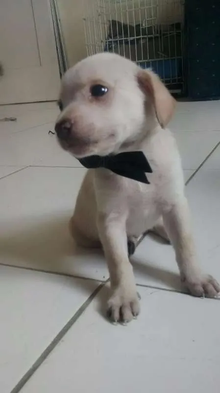 Cachorro ra a SRD idade Abaixo de 2 meses nome LOLÓ