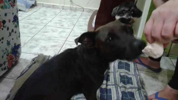Cachorro ra a Misturada C/ Pitbull idade 3 anos nome Bela