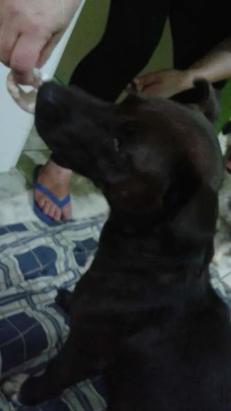 Cachorro ra a Misturada C/ Pitbull idade 3 anos nome Bela